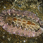 Chiton 06